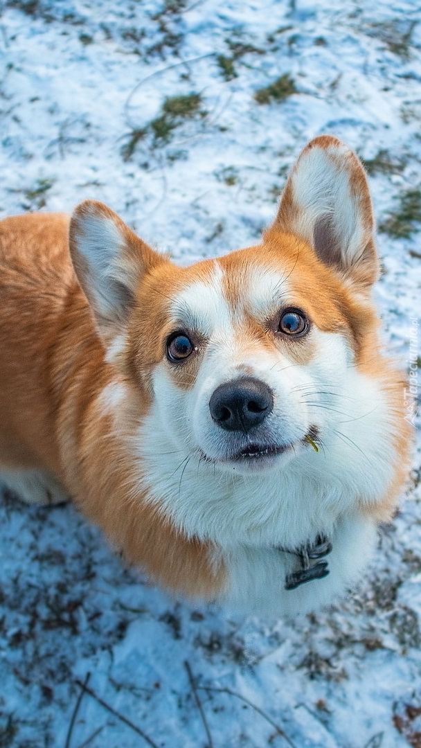 Welsh corgi pembroke patrzący do góry