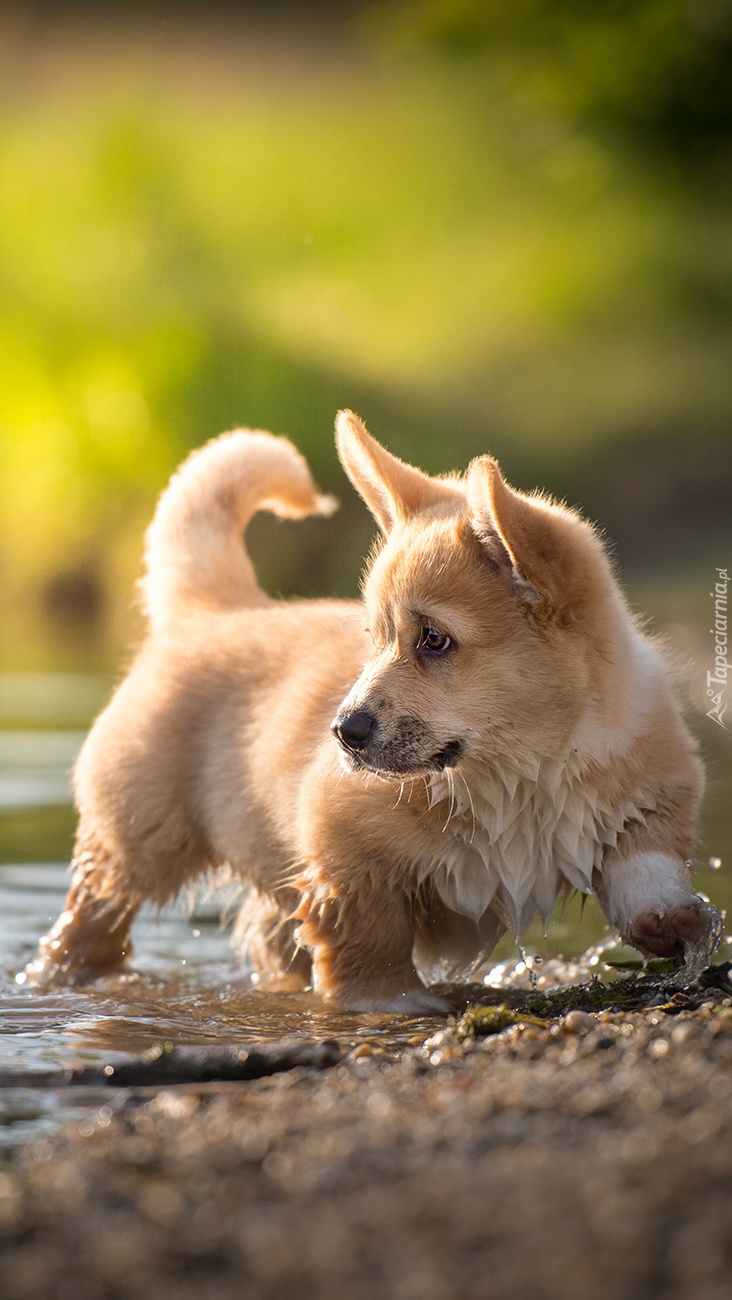 Welsh corgi pembroke z łapkami w wodzie