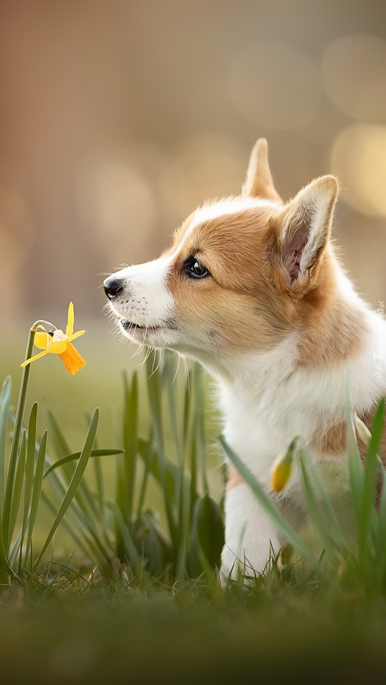 Welsh corgi pembroke z narcyzem