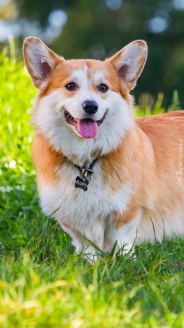 Welsh corgi pembroke z wystawionym językiem