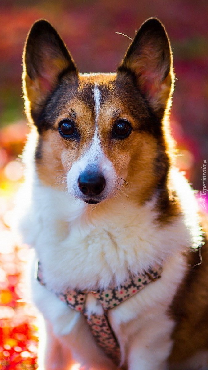 Welsh corgi pembroke