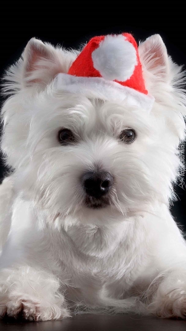 West Highland White Terrier w czapce Mikołaja