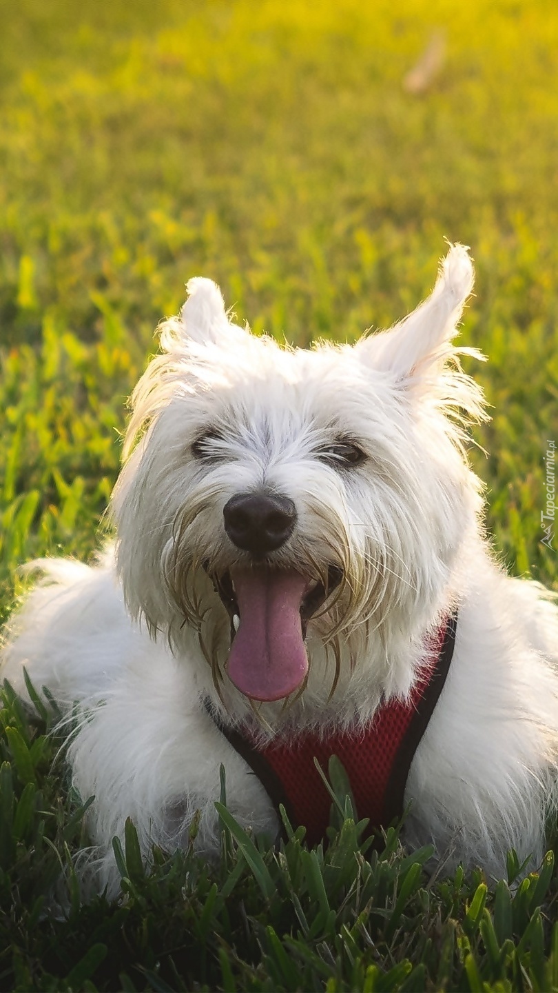 West highland white terrier