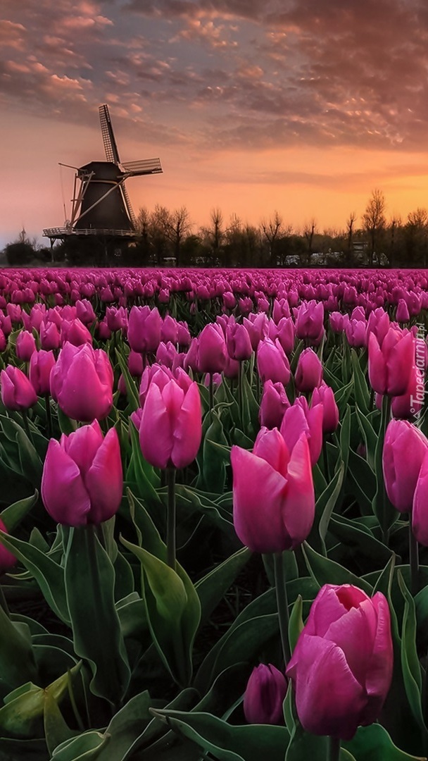 Wiatrak na polu tulipanów