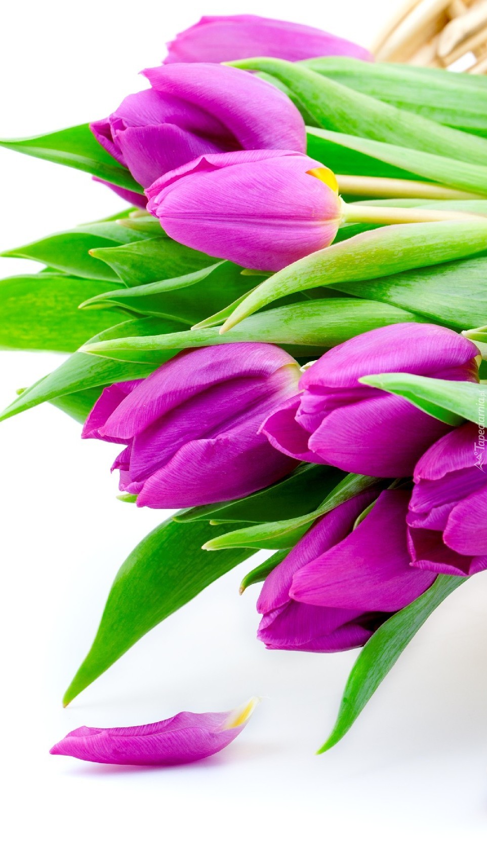 Wiązanka fioletowych tulipanów