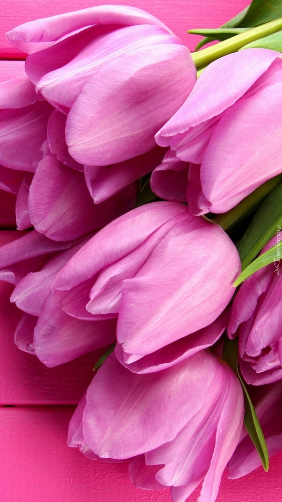 Wiązanka z różowych tulipanów