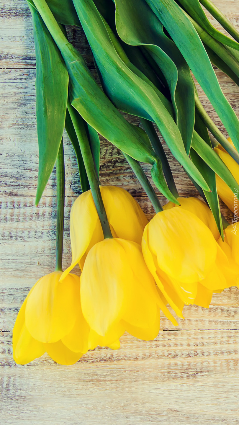 Wiązanka żółtych tulipanów