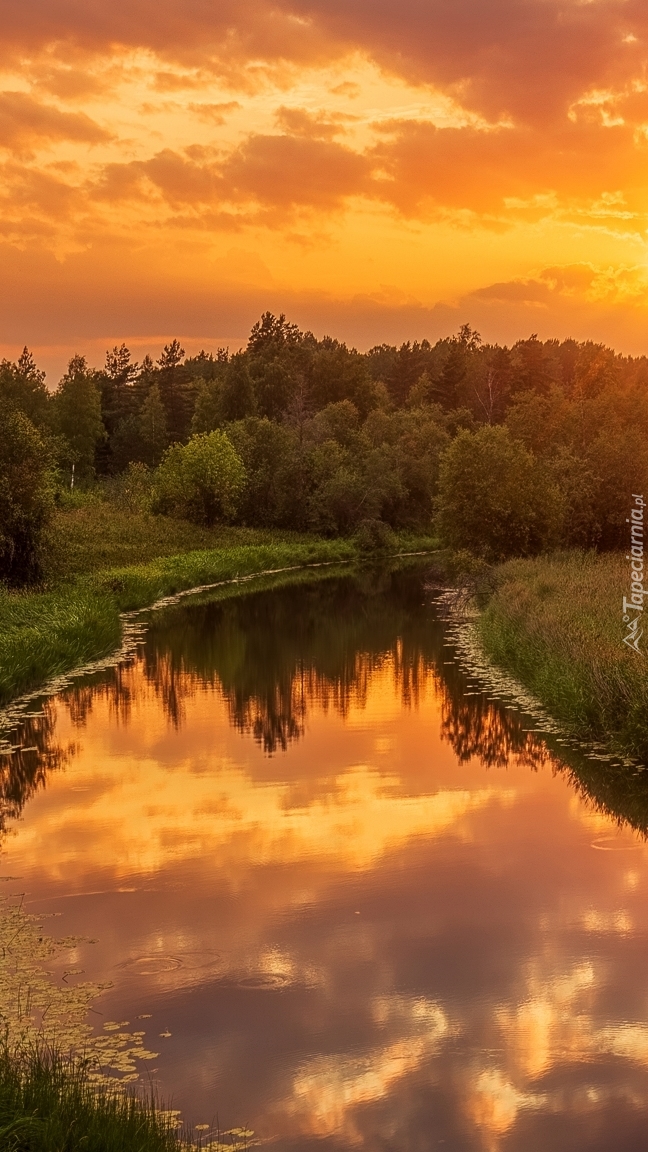 Widok na rzekę i drzewa o zachodzie słońca