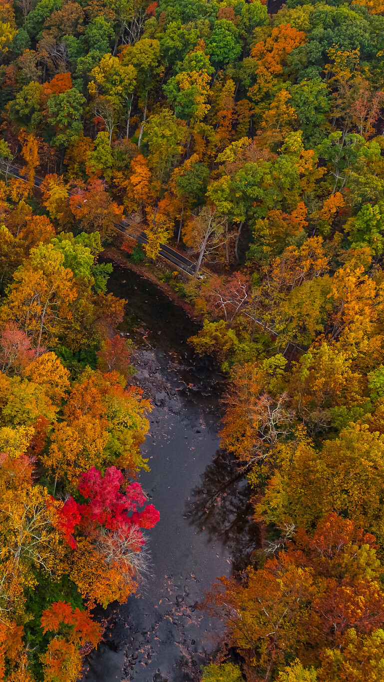 Widok z góry na jesienny las nad rzeką