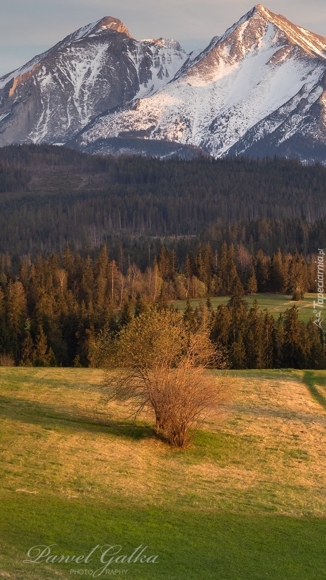 Widok z łąki na ośnieżone Tatry