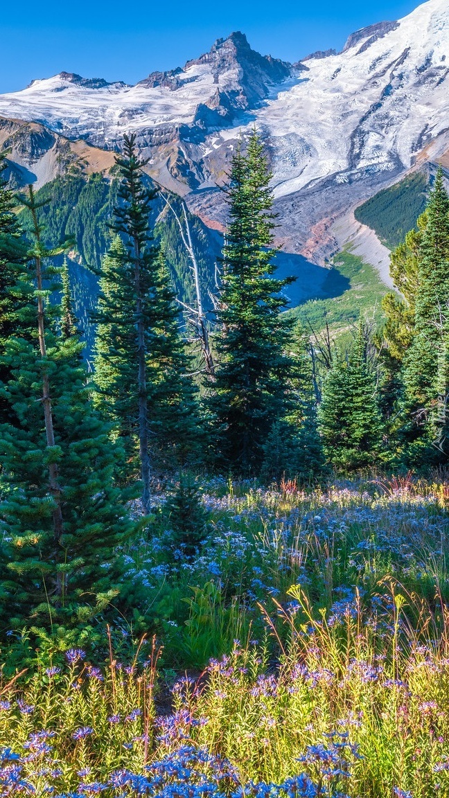 Widok z łąki na staratowulkan Mount Rainier