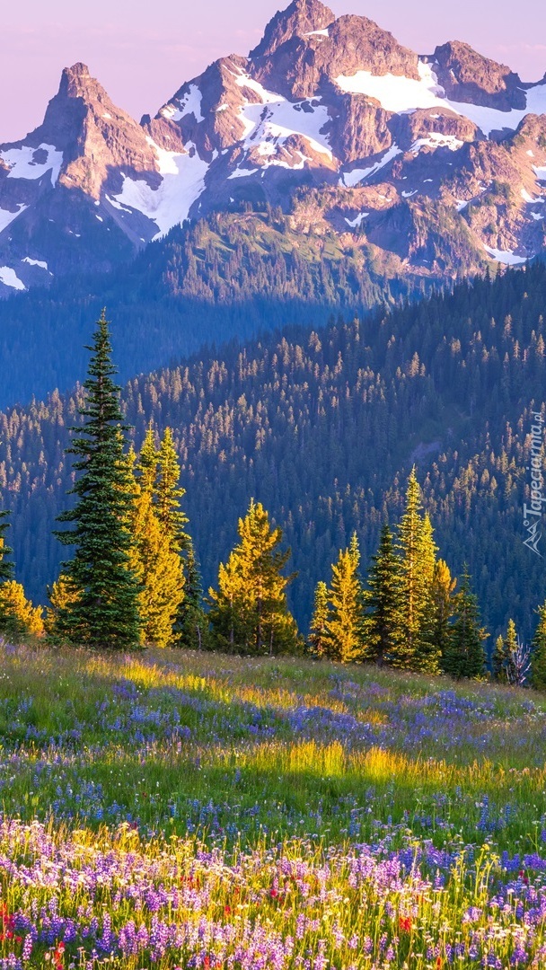 Widok z łąki na stratowulkan Mount Rainier