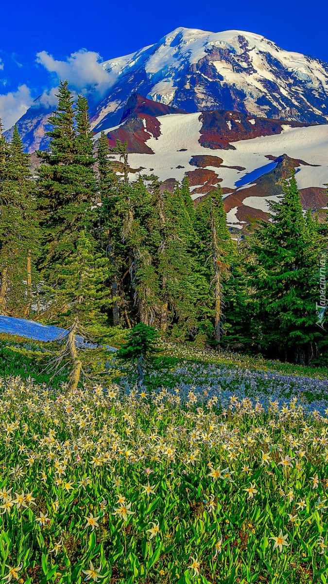 Widok z łąki na stratowulkan Mount Rainier