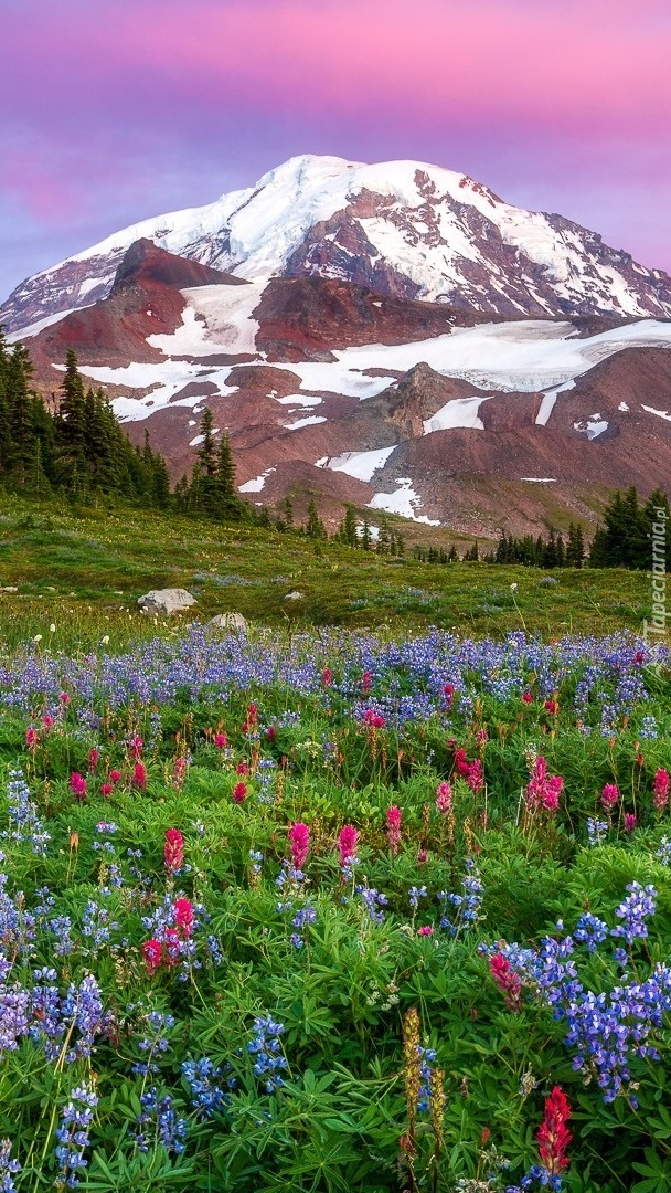 Widok z łąki na stratowulkan Mount Rainier