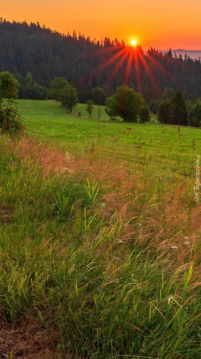 Widok z łąki na wschód słońca nad lasem