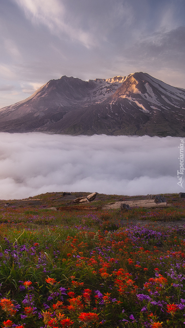 Widok z łąki na wulkan Mount St Helens