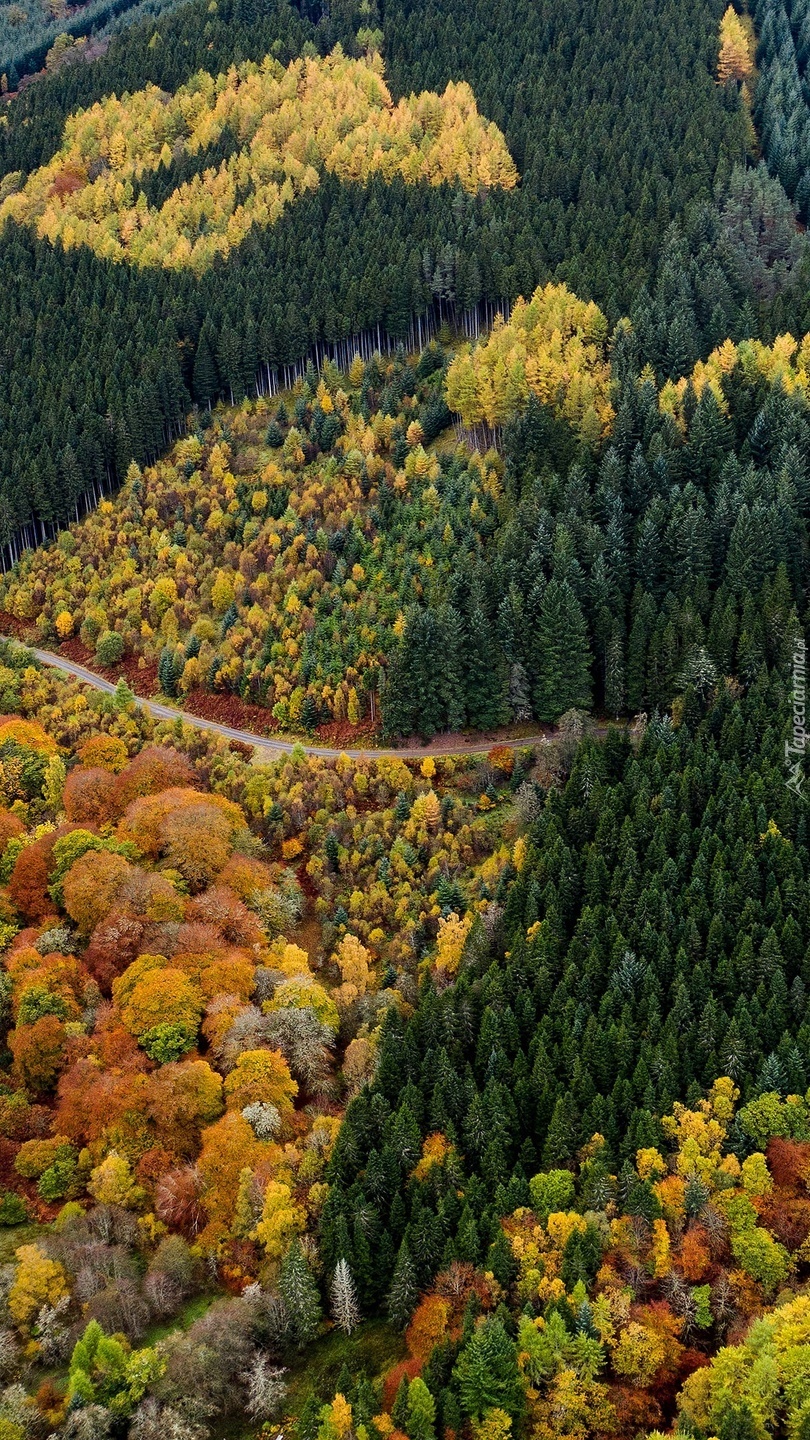 Widok z lotu ptaka na jesienny las