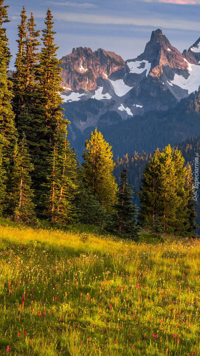 Widok ze słonecznej łąki na góry Mount Rainier