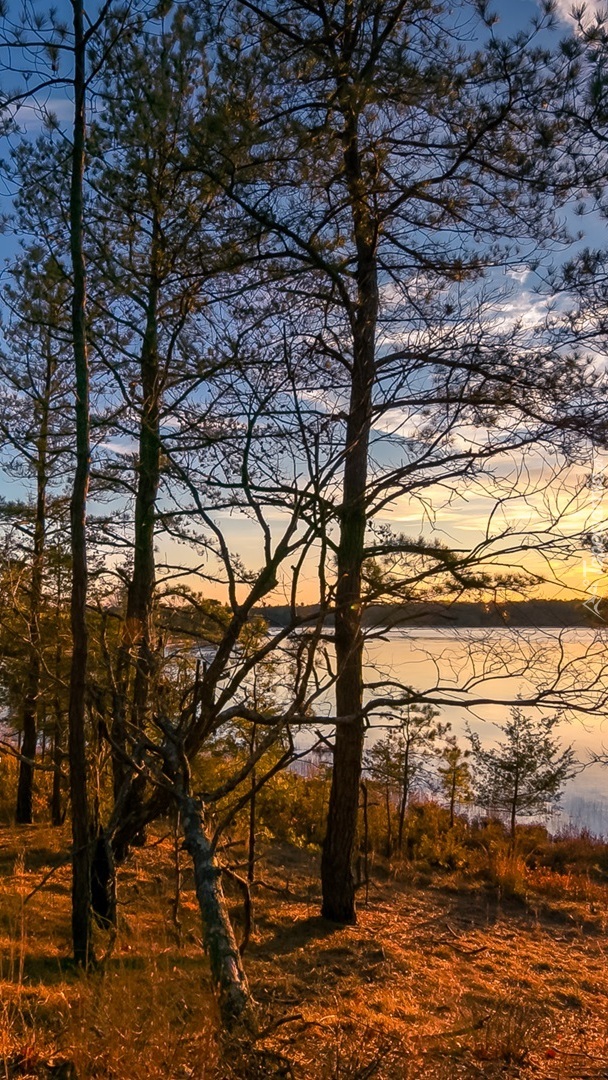 Widok zza drzew na jezioro