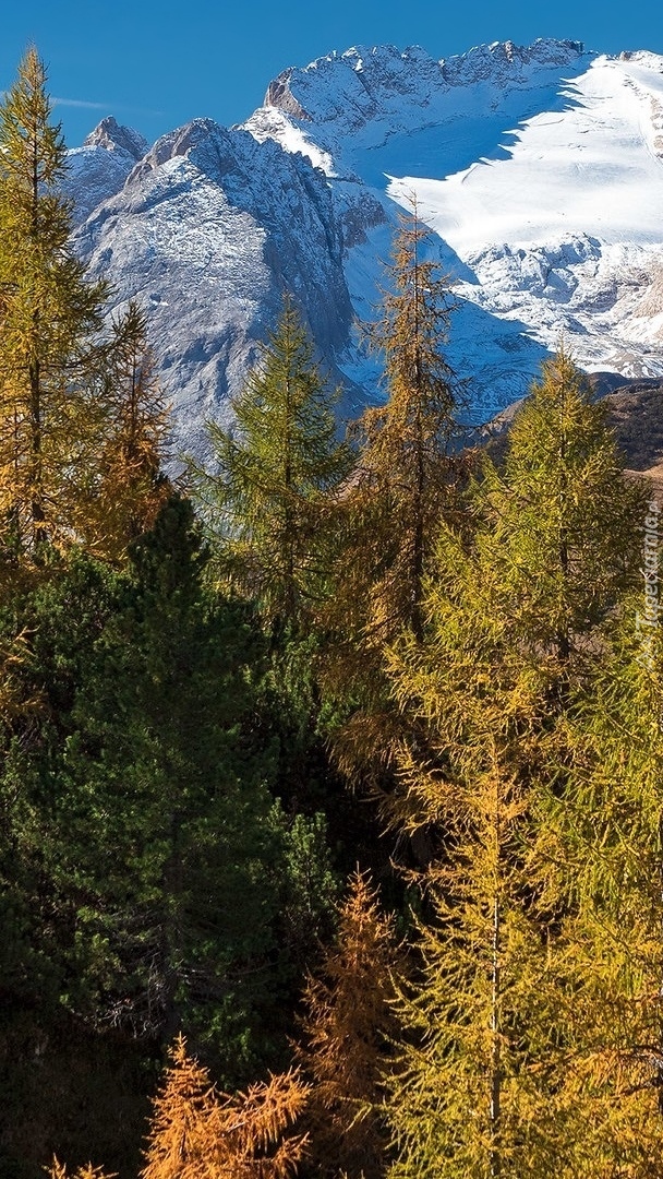 Widok zza drzew na szczyt i lodowiec Marmolada w Dolomitach