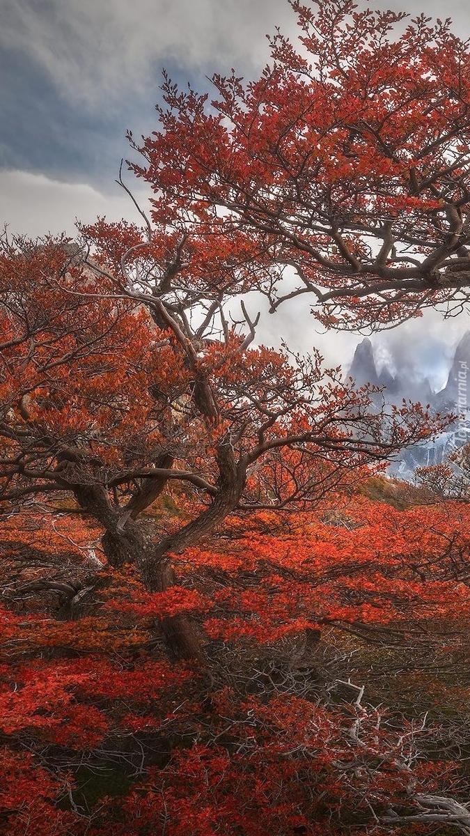 Widok zza drzewa na szczyt Fitz Roy w Andach