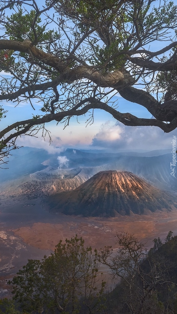 Widok zza drzewa na wulkan