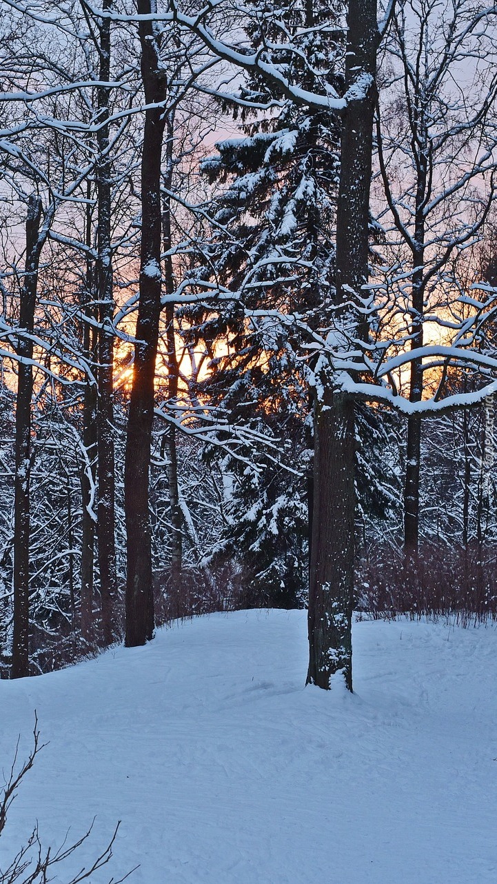 Widok zza ośnieżonych drzew na zachód słońca