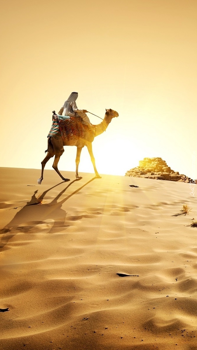 Wielbłąd na pustyni
