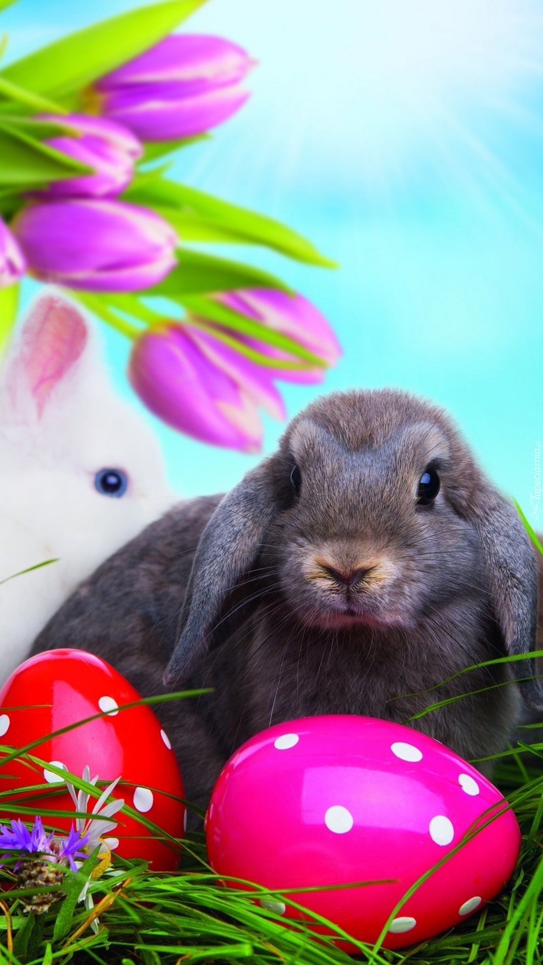 Wielkanocne kolorowe króliki pisanki i tulipany
