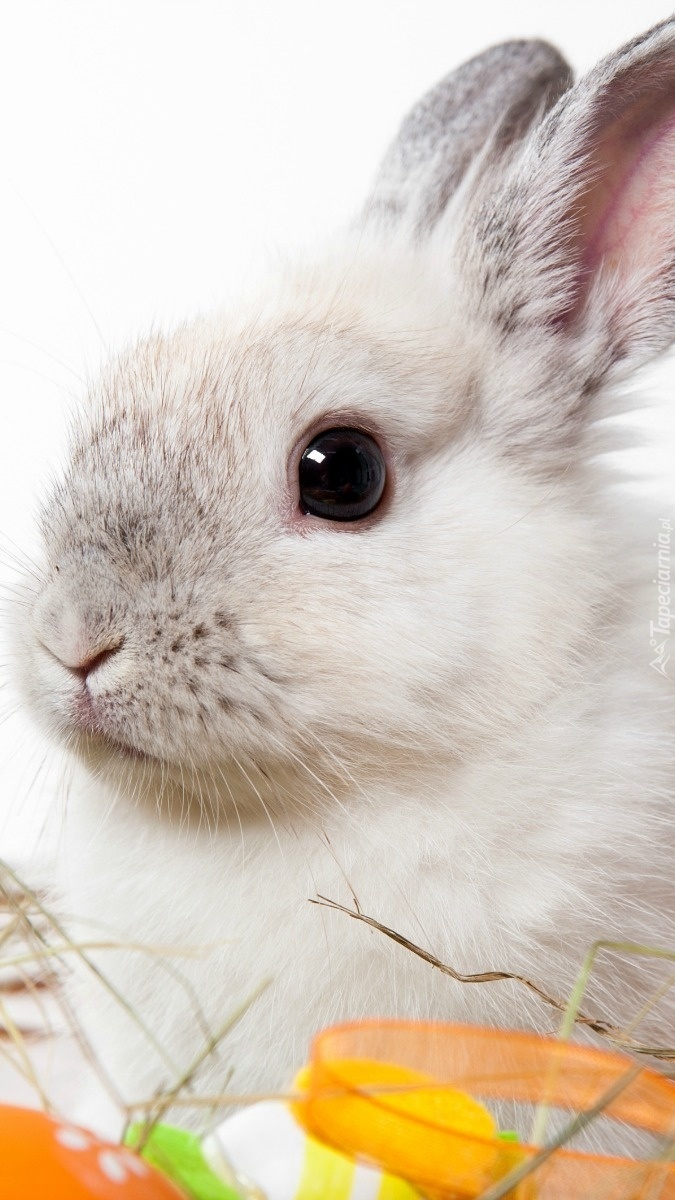 Wielkanocny królik