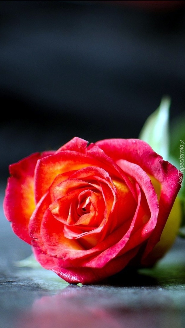 Wielobarwna róża