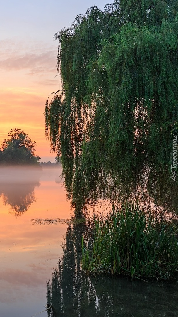 Wierzba płacząca nad jeziorem