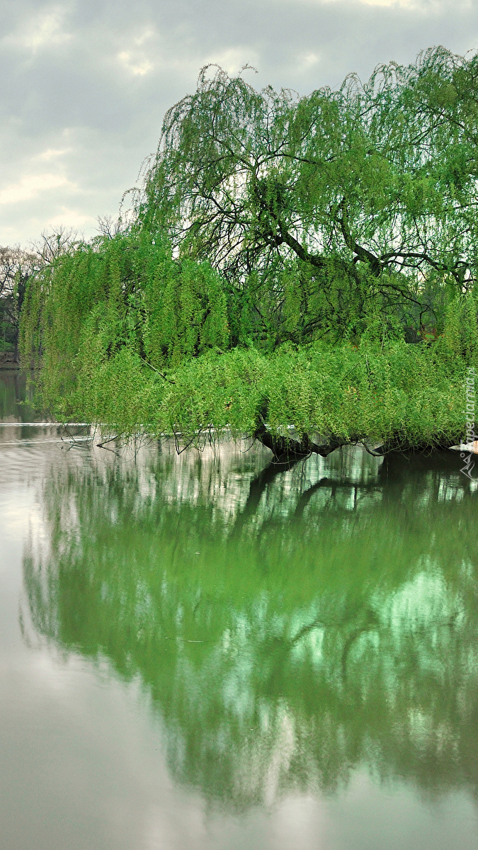 Wierzba płacząca nad stawem