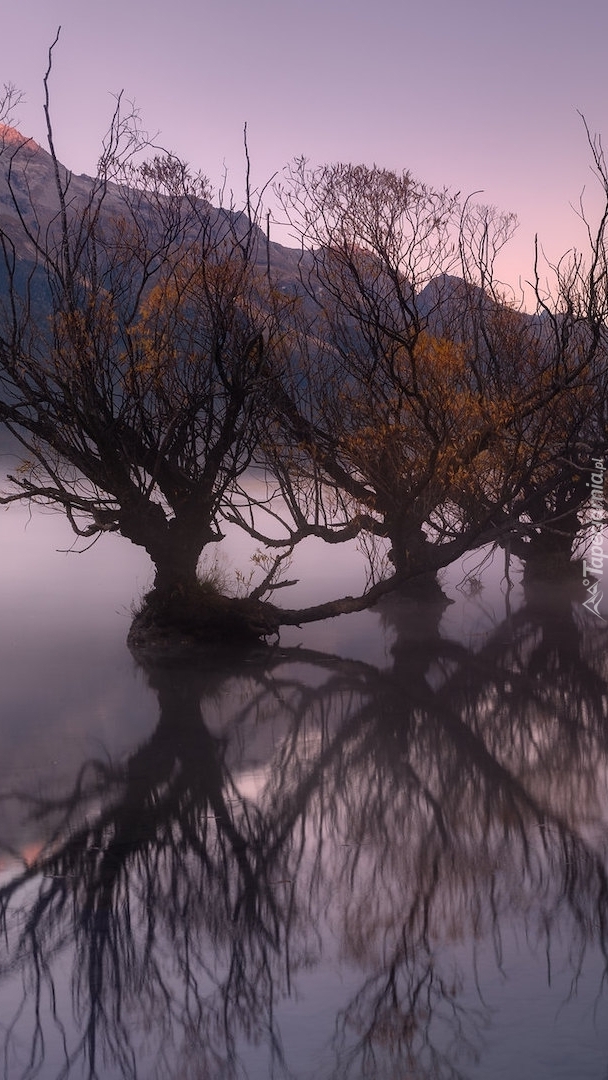 Wierzby na jeziorze Wakatipu