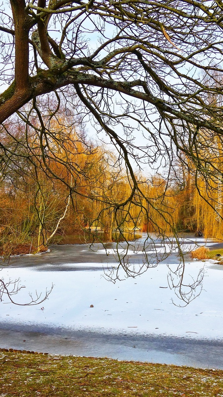 Wierzby płaczące nad zamarzniętym stawem