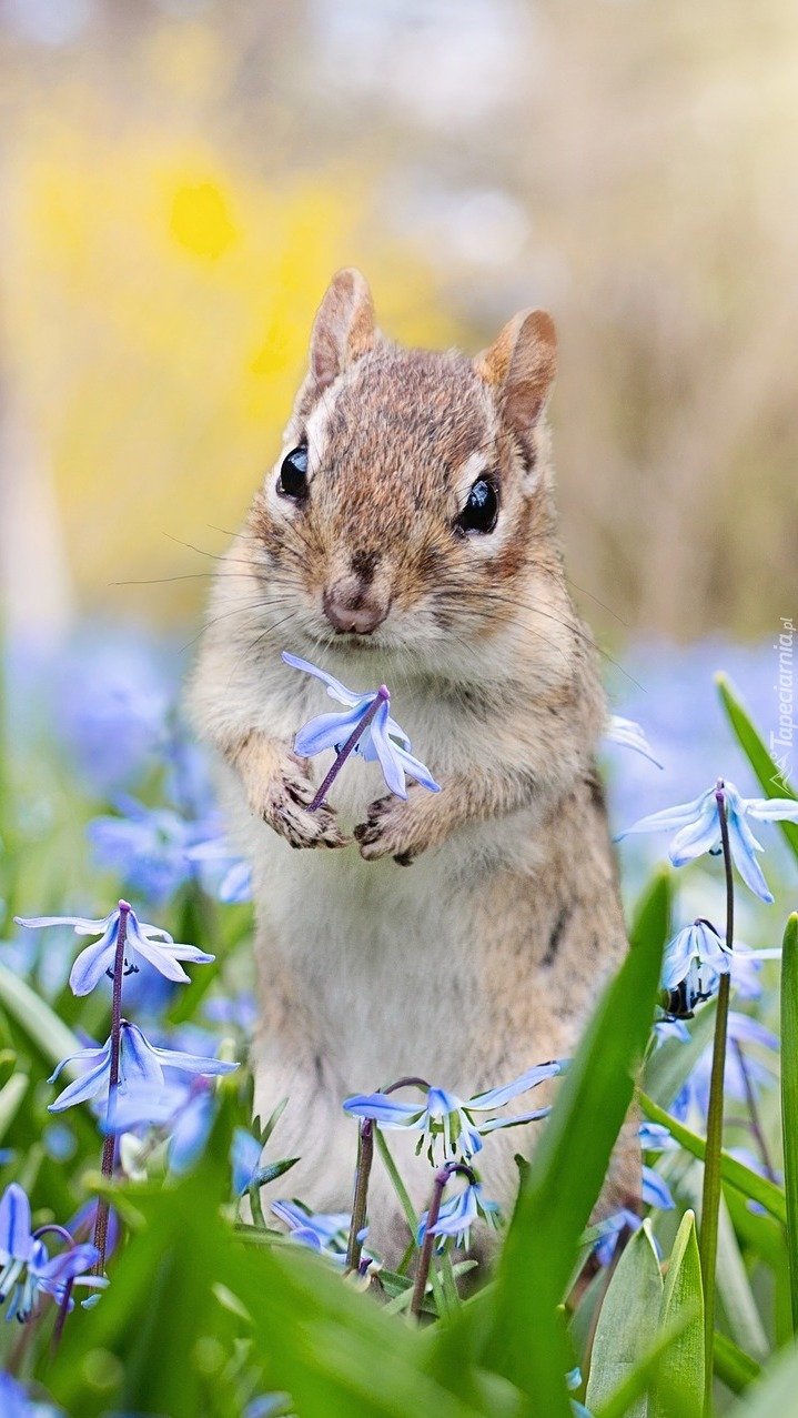 Wiewiórka chipmunk z kwiatkiem