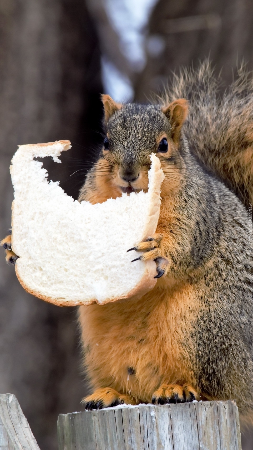 Wiewiórka jedząca chleb
