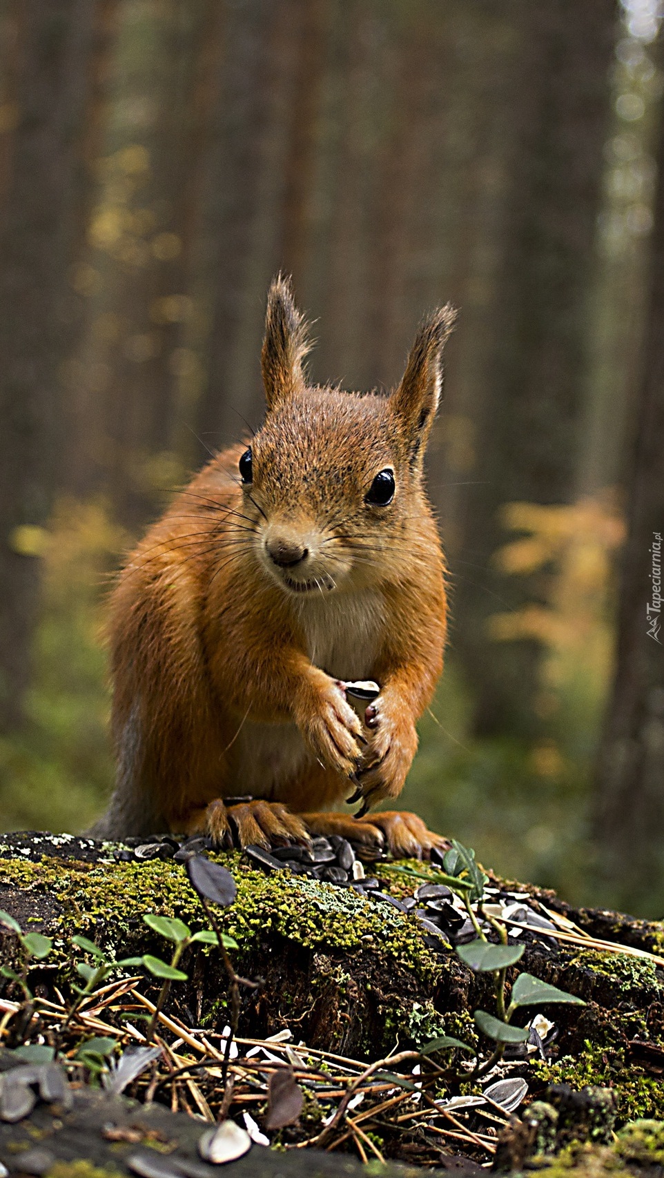 Wiewiórka na pniu