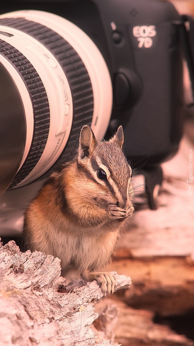 Wiewiórka przy aparacie fotograficznym