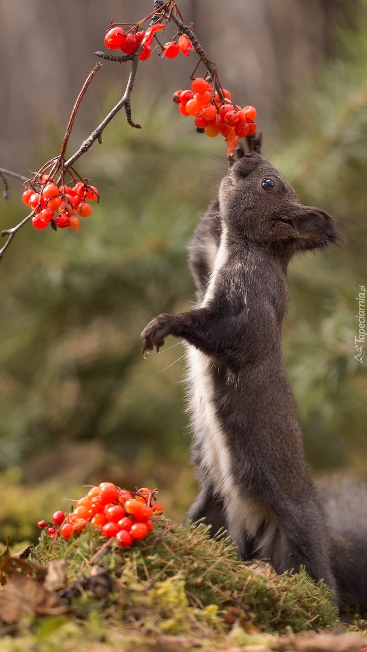 Wiewiórka przy gałązce czerwonych jagód