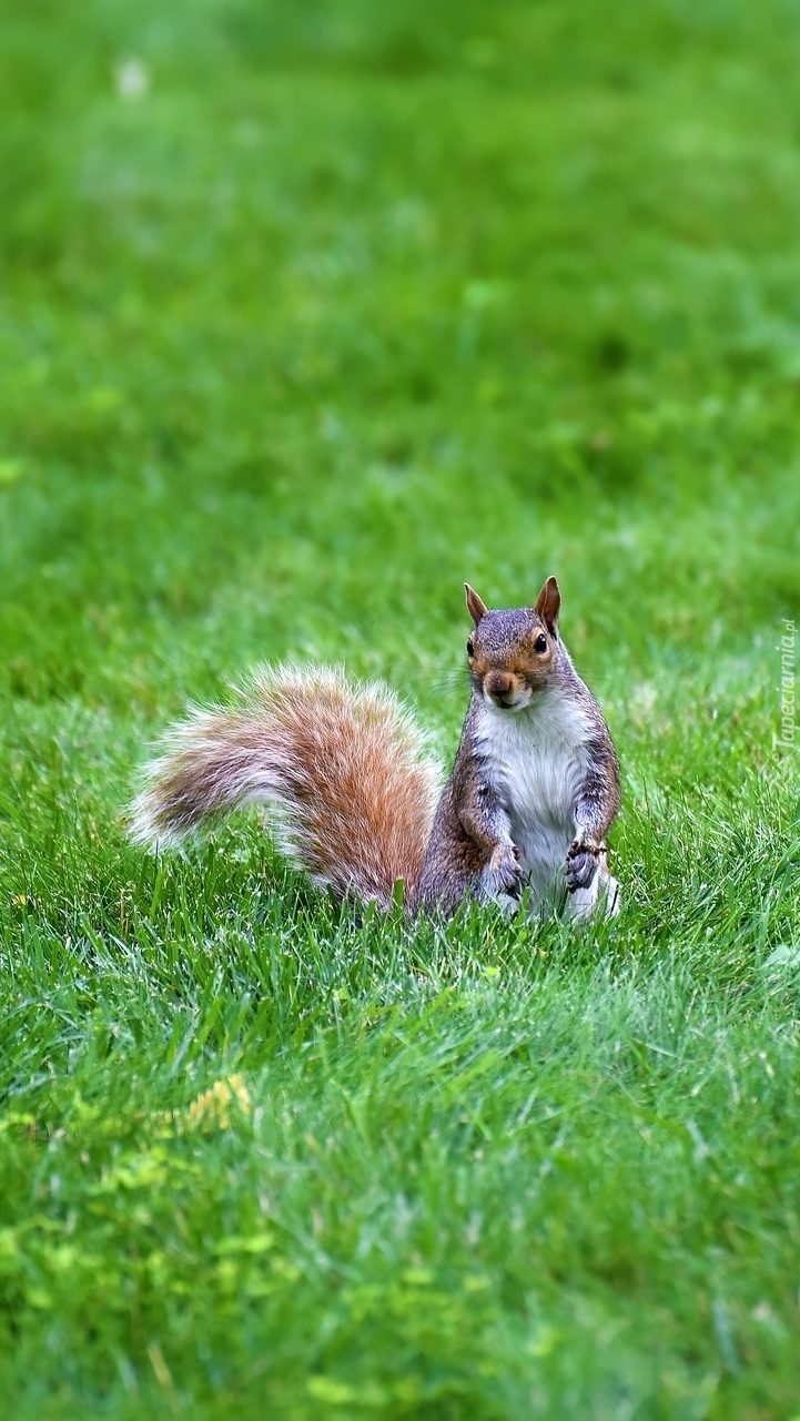 Wiewiórka w trawie