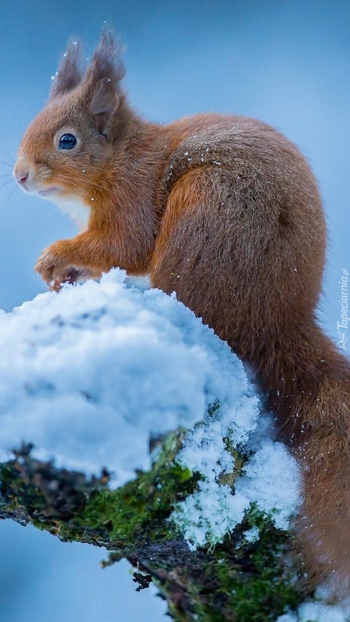 Wiewiórka zimową porą