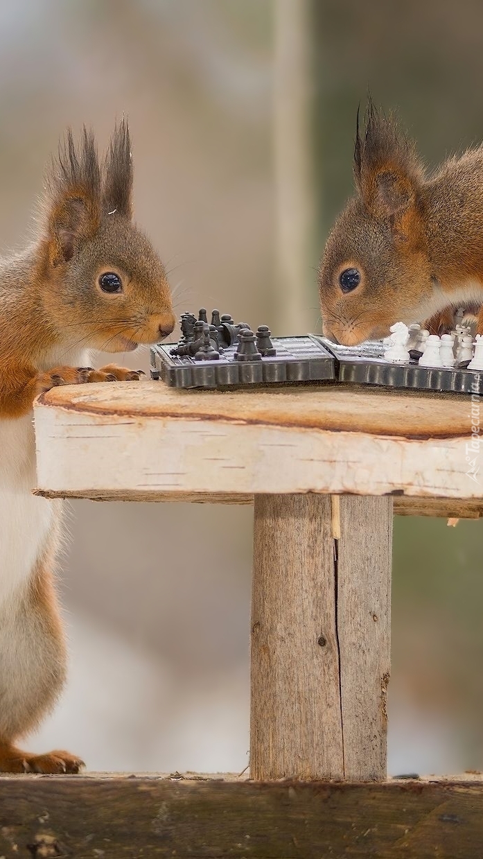 Wiewiórki grające w szachy