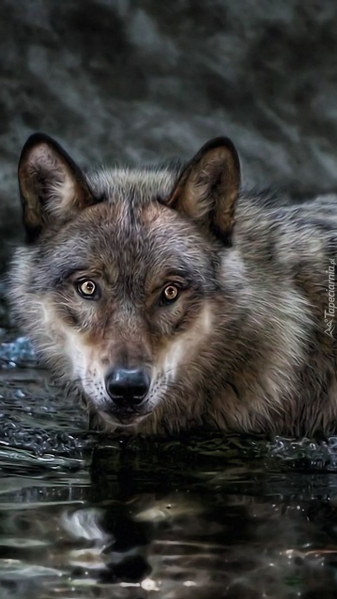 Волков про телефон. Красивый волк. Очень красивый волк. Изображение волка. Самый красивый волк.
