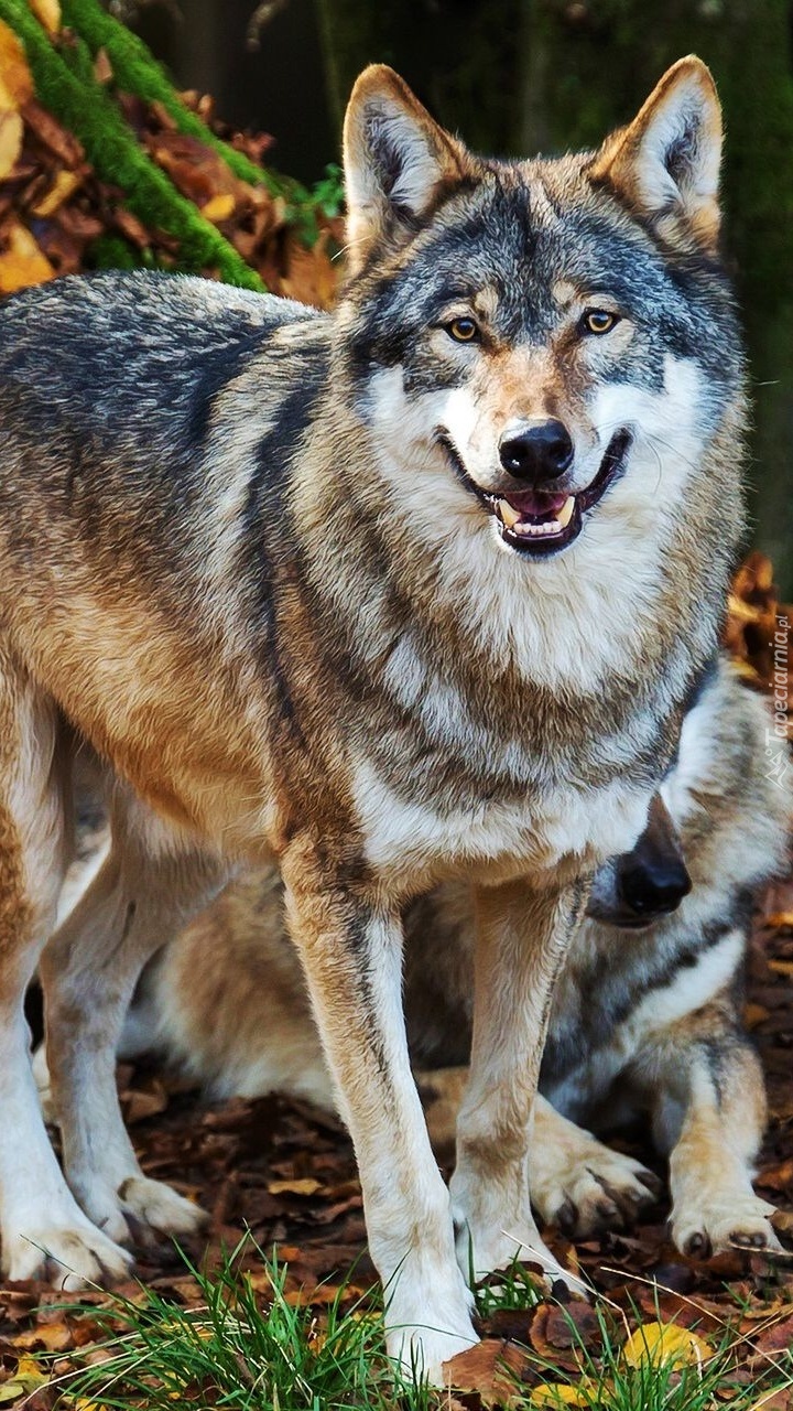 Wilki w jesiennych liściach