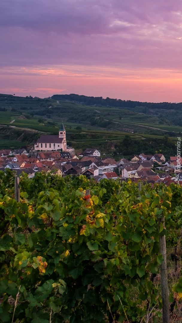 Winnice i miasto Bahlingen na wzgórzach Kaiserstuhl