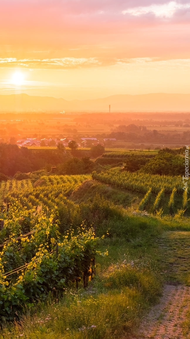 Winnice na wzgórzach