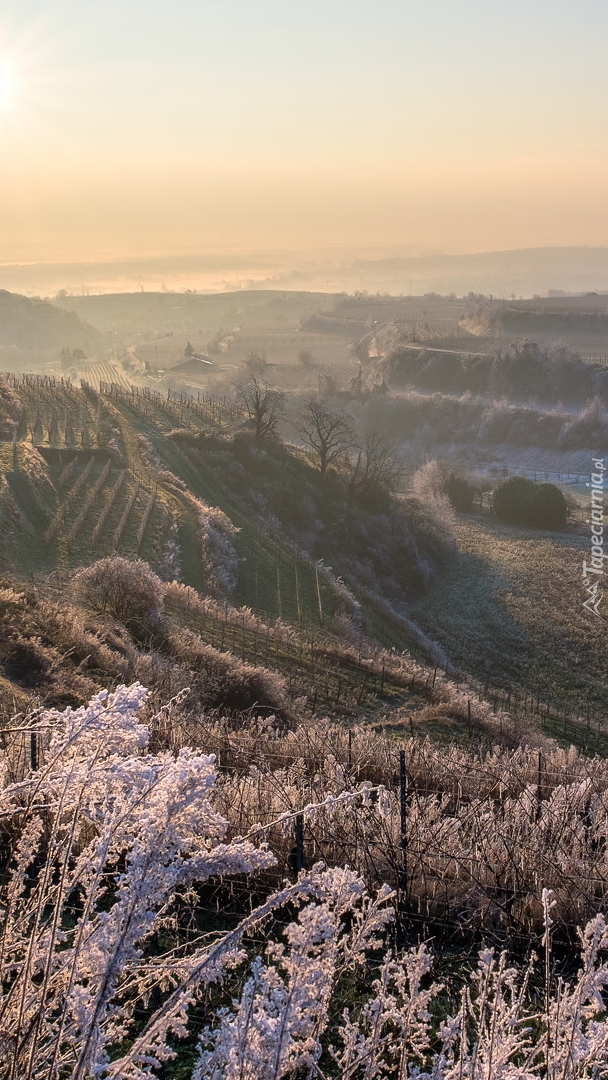 Winnice na wzgórzach Kaiserstuhl