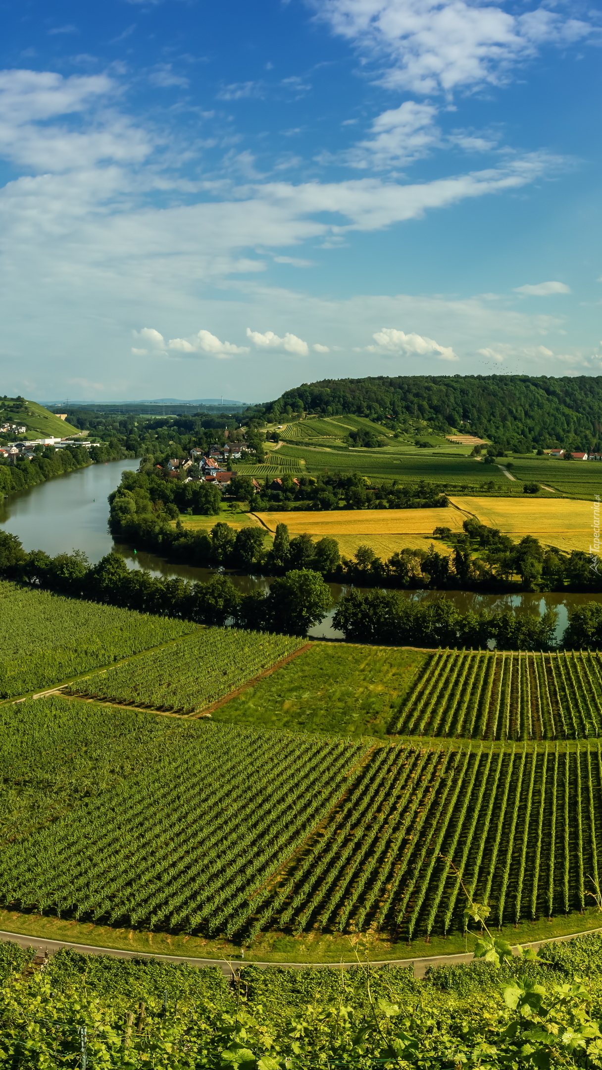 Winnice przy rzece Neckar