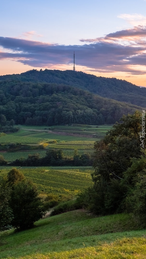 Winnice w Kaiserstuhl